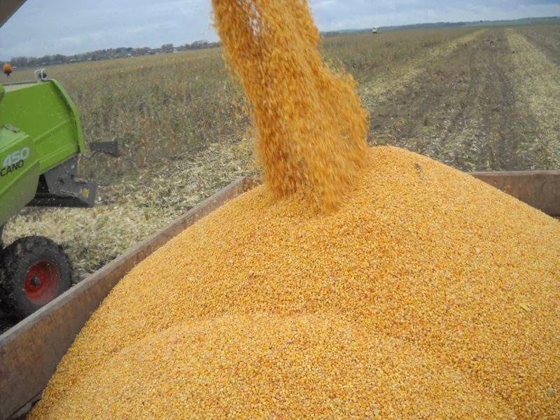 Сведения о ходе уборки кукурузы в Краснояружском районе по состоянию на 02. 10. 2019 года